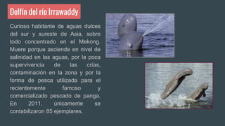 Delfín del río Irrawaddy
Curioso habitante de aguas dulces
del sur y sureste de Asia, sobre
todo concentrado en el Mekong.
Muere porque asciende en nivel de
salinidad en las aguas, por la poca
supervivencia de las crías,
contaminación en la zona y por la
forma de pesca utilizada para el
recientemente famoso y
comercializado pescado de panga.
En 2011, únicamente se
contabilizaron 85 ejemplares.
 