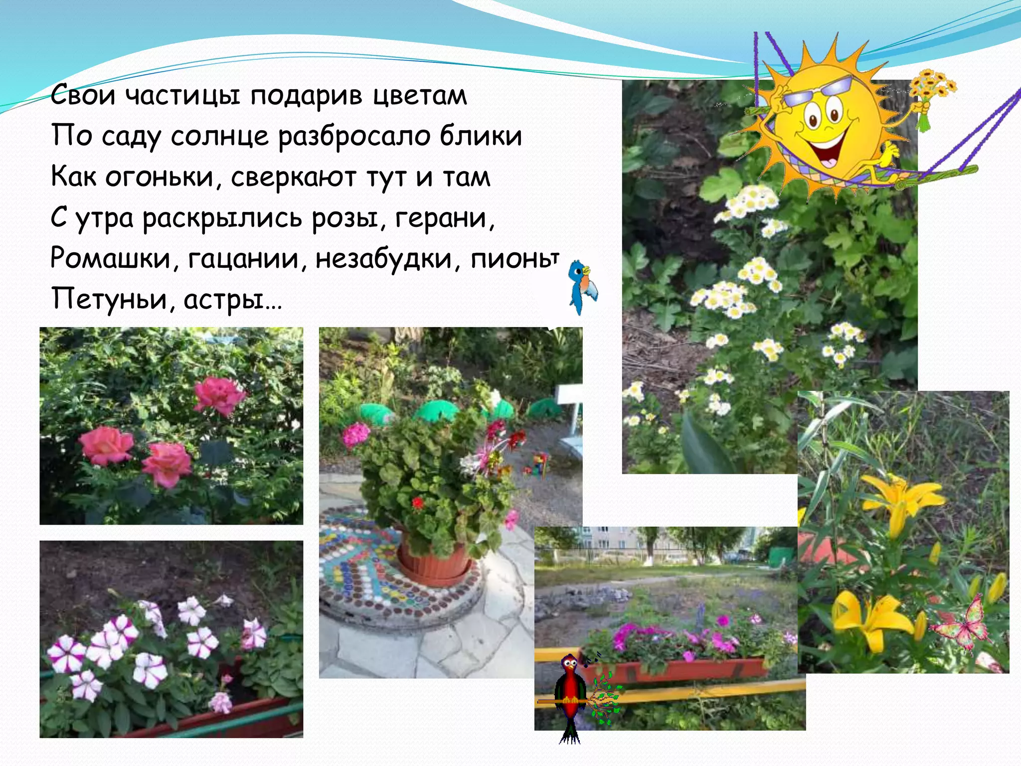 Свои частицы подарив цветам
По саду солнце разбросало блики
Как огоньки, сверкают тут и там
С утра раскрылись розы, герани,
Ромашки, гацании, незабудки, пионы,
Петуньи, астры…
 