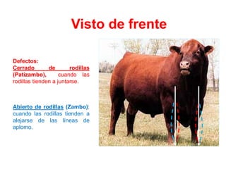 Visto de frente
Defectos:
Cerrado de rodillas
(Patizambo), cuando las
rodillas tienden a juntarse.
Abierto de rodillas (Zambo):
cuando las rodillas tienden a
alejarse de las líneas de
aplomo.
 
