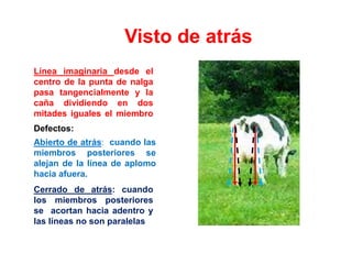 Visto de atrás
Línea imaginaria desde el
centro de la punta de nalga
pasa tangencialmente y la
caña dividiendo en dos
mitades iguales el miembro
posterior
Cerrado de atrás: cuando
los miembros posteriores
se acortan hacia adentro y
las líneas no son paralelas
Abierto de atrás: cuando las
miembros posteriores se
alejan de la línea de aplomo
hacia afuera.
Defectos:
 