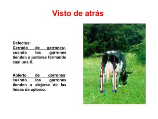 Visto de atrás
Defectos:
Cerrado de garrones:,
cuando los garrones
tienden a juntarse formando
casi una X.
Abierto de garrones:
cuando los garrones
tienden a alejarse de las
líneas de aplomo.
 