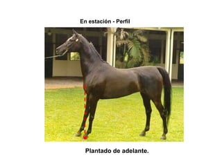 En estación - Perfil
Plantado de adelante.
 