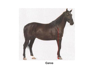 Corvo
 