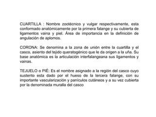 CUARTILLA : Nombre zootécnico y vulgar respectivamente, esta
conformado anatómicamente por la primera falange y su cubierta de
ligamentos vaina y piel. Área de importancia en la definición de
angulación de aplomos.
CORONA: Se denomina a la zona de unión entre la cuartilla y el
casco, asiento del tejido queratogénico que le da origen a la uña. Su
base anatómica es la articulación interfalangeana sus ligamentos y
vainas.
TEJUELO o PIÉ: Es el nombre asignado a la región del casco cuyo
sustento esta dado por el hueso de la tercera falange, con su
importante vascularización y panículos cutáneos y a su vez cubierta
por la denominada muralla del casco
 