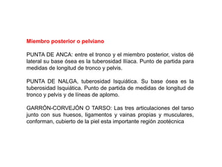 Miembro posterior o pelviano
PUNTA DE ANCA: entre el tronco y el miembro posterior, vistos dé
lateral su base ósea es la tuberosidad Ilíaca. Punto de partida para
medidas de longitud de tronco y pelvis.
PUNTA DE NALGA, tuberosidad Isquiática. Su base ósea es la
tuberosidad Isquiática. Punto de partida de medidas de longitud de
tronco y pelvis y de líneas de aplomo.
GARRÓN-CORVEJÓN O TARSO: Las tres articulaciones del tarso
junto con sus huesos, ligamentos y vainas propias y musculares,
conforman, cubierto de la piel esta importante región zootécnica
 