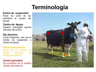 Centro de Apoyo
Espacio interdigital soporte
del peso del animal
Centro de suspensión
Punto de unión de los
miembros al cuerpo del
animal
Eje directivo
Línea imaginaria que une el
Centro de suspensión y
Centro de apoyo
Plano sustentación
Unión de los centros de
apoyo formando un
rectángulo perfecto
Centro gravedad
Se encuentra en la apófisis
xifoides del esternón
Terminología
 