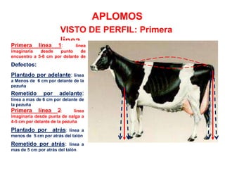 VISTO DE PERFIL: Primera
línea
APLOMOS
Primera línea 1: línea
imaginaria desde punto de
encuentro a 5-6 cm por delante de
la pezuña
Plantado por adelante: línea
a Menos de 6 cm por delante de la
pezuña
Plantado por atrás: línea a
menos de 5 cm por atrás del talón
Primera línea 2: línea
imaginaria desde punta de nalga a
4-5 cm por delante de la pezuña
Remetido por adelante:
línea a mas de 6 cm por delante de
la pezuña
Defectos:
Remetido por atrás: línea a
mas de 5 cm por atrás del talón
 