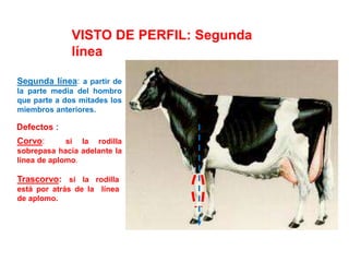 VISTO DE PERFIL: Segunda
línea
Segunda línea: a partir de
la parte media del hombro
que parte a dos mitades los
miembros anteriores.
Corvo: si la rodilla
sobrepasa hacia adelante la
línea de aplomo.
Defectos :
Trascorvo: si la rodilla
está por atrás de la línea
de aplomo.
 