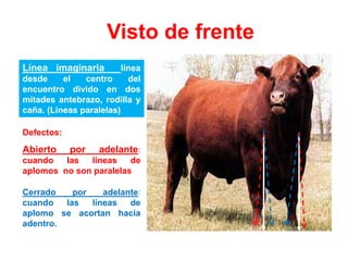 Visto de frente
Línea imaginaria línea
desde el centro del
encuentro divido en dos
mitades antebrazo, rodilla y
caña. (Líneas paralelas)
Abierto por adelante:
cuando las líneas de
aplomos no son paralelas
Cerrado por adelante:
cuando las líneas de
aplomo se acortan hacia
adentro.
Defectos:
 