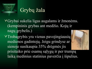 Grybų žala Grybai sukelia ligas augalams ir žmonėms. (kempininis grybas ant medžio. Kojų ir nagų grybelis.) Trobagrybis yra vienas pavojingiausių medienos gadintojų. Jeigu grindyse ar sienoje susikaupia 35% drėgmės jis prisitaiko prie esamų sąlygų ir per trumpą laiką medinius statinius paverčia į šipulius.  