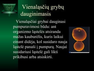 Vienaląsčių grybų dauginimasis Vienaląsčiai grybai dauginasi pumpuravimosi būdu: ant organizmo ląstelės atsiranda mažas kauburėlis, kuris laikui einant didėja, kol susidaro nauja ląstelė panaši į pumpurą. Naujai susidariusi ląstelė gali likti prikibusi arba atsiskirti.  