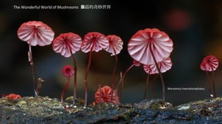Marasmius haematocephalus. 
The Wonderful World of Mushrooms 蘑菇的奇妙世界 
1 
 