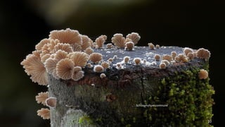 Schizophyllum commune 
10 
 