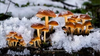 Flammulina velutipes by Gorastos Papatsanis 
11 
 