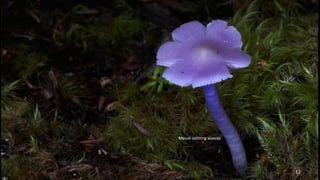 Mauve splitting waxcap 
12 
 
