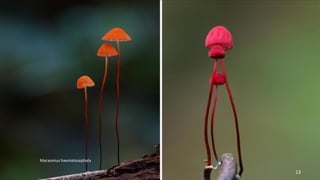 Marasmius haematocephala 
13 
 