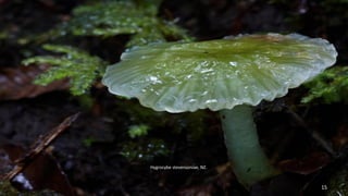 Hygrocybe stevensoniae, NZ. 
15 
 