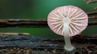 Mycena adonis. 
16 
 