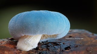 Leratiomyces sp. Booyong, NSW. 
17 
 