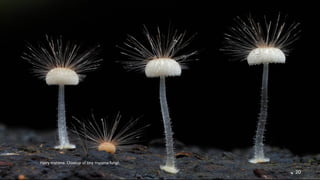 Hairy mycena. Closeup of tiny mycena fungi. 
20 
 