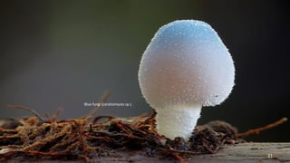 Blue fungi (Leratiomyces sp.). 
21 
 