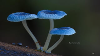 Mycena interrupta. 
22 
 