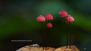Marasmius haematocephalus, Booyong. 
23 
 