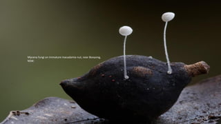 Mycena fungi on immature macadamia nut, near Booyong, 
NSW. 
24 
 