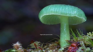 Hygrocybe graminicolor. 
25 
 