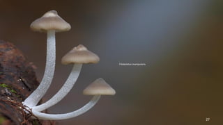 Filoboletus manipularis. 
27 
 