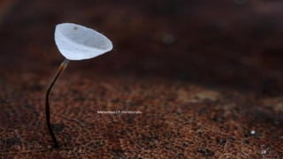 Marasmius c.f. meridionalis. 
28 
 