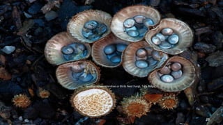 Cyathus novaezelandiae or Birds Nest Fungi, Tara Ridge. 
29 
 