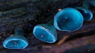 Blue mushrooms 
3 
 