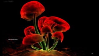 Red mushrooms 
30 
 