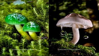 Limacella illinita Hycrocybe psitaccina by Gorastos Papatsanis by Gorastos Papatsanis 
31 
 