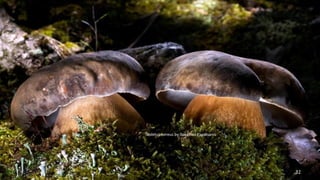 Boletus aereus by Gorastos Papatsanis 
32 
 