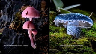 Mycena haematopus by Gorastos Papatsanis Strofaria aeruginosa by Gorastos Papatsanis 
33 
 