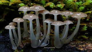 Mycena austrororida. 
34 
 