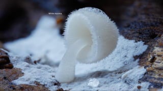 White mycena. 
35 
 