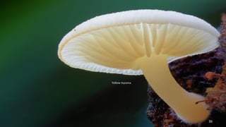 Yellow mycena. 
36 
 