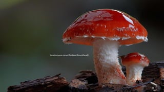 Leratiomyces ceres (Redlead Roundhead). 
39 
 