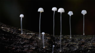 White Mycena 
4 
 