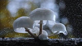 Oudemansiella mucida by Gorastos Papatsanis 
42 
 