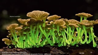 Mycena lucentipes 
5/16/2014Ĉ Kaohsiung Taiwan R.O.C 
All photos were taken from Awkward Situationist , Remarkable Pictures, Internet,etc. 
THE END 43 
