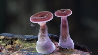 Panus fasciatus 
5 
 