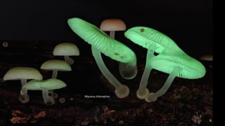 Mycena chlorophos 
6 
 
