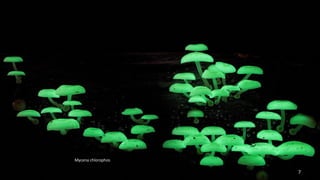 Mycena chlorophos 
7 
 