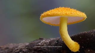 Cyptotrama aspratum or Gold tuft. By Steve Axford 
9 
 