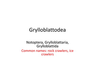 Grylloblattodea
Notoptera, Grylloblattaria,
Grylloblattida
Common names: rock crawlers, ice
crawlers
 