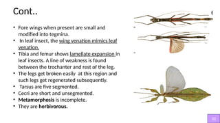 Tidia Insect Grylloblattodea,Orthoptera ,Phasmida.pptx